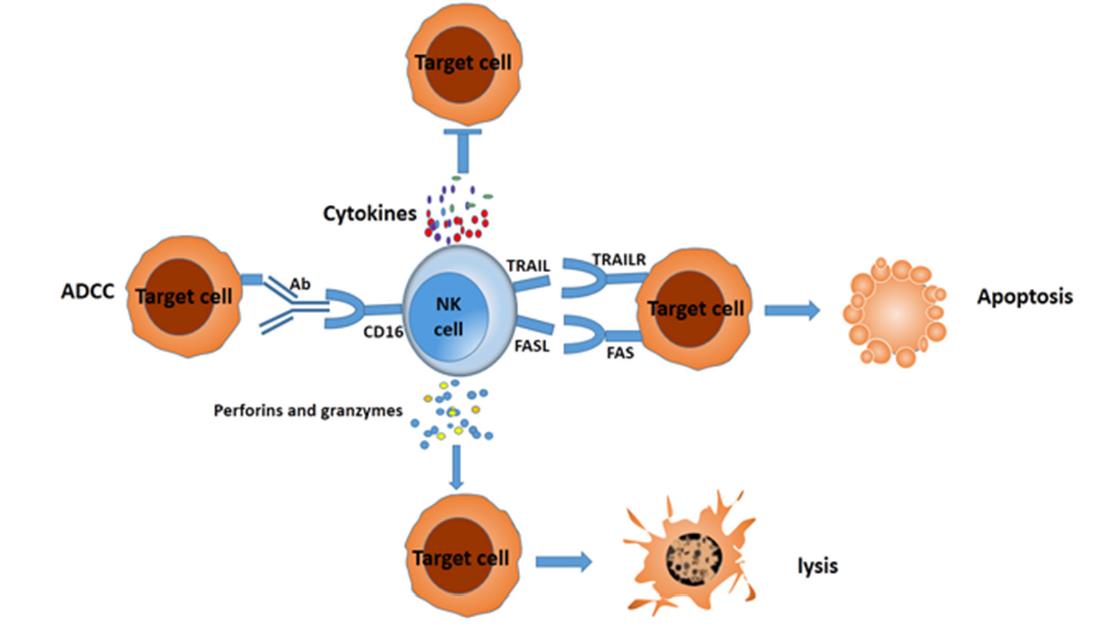NK細(xì)胞：人體免疫防線的 “天然殺手”